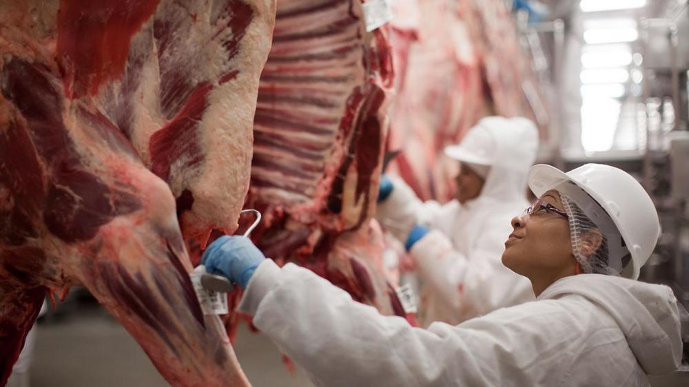 O que o caso de influenza aviária pode ensinar para a pecuária bovina?
