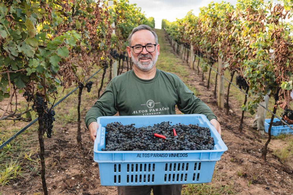 Vinhedos Altos Paraíso com nova técnica e variedade singular no Brasil