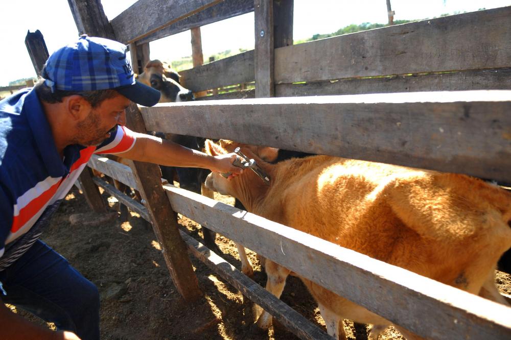 Novas diretrizes do programa de combate à febre aftosa passarão por consulta pública em outubro