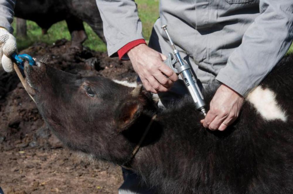 Leia e ouça - Repórter Sicredi-Conexão Rural/edição desta quinta-feira, 30 de abril de 2020