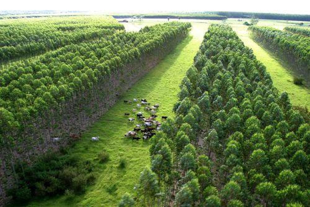 CHAT CONEXÃO - AS VERDADES DO AGRO BRASILEIRO SÃO TRUNFOS IRREFUTÁVEIS