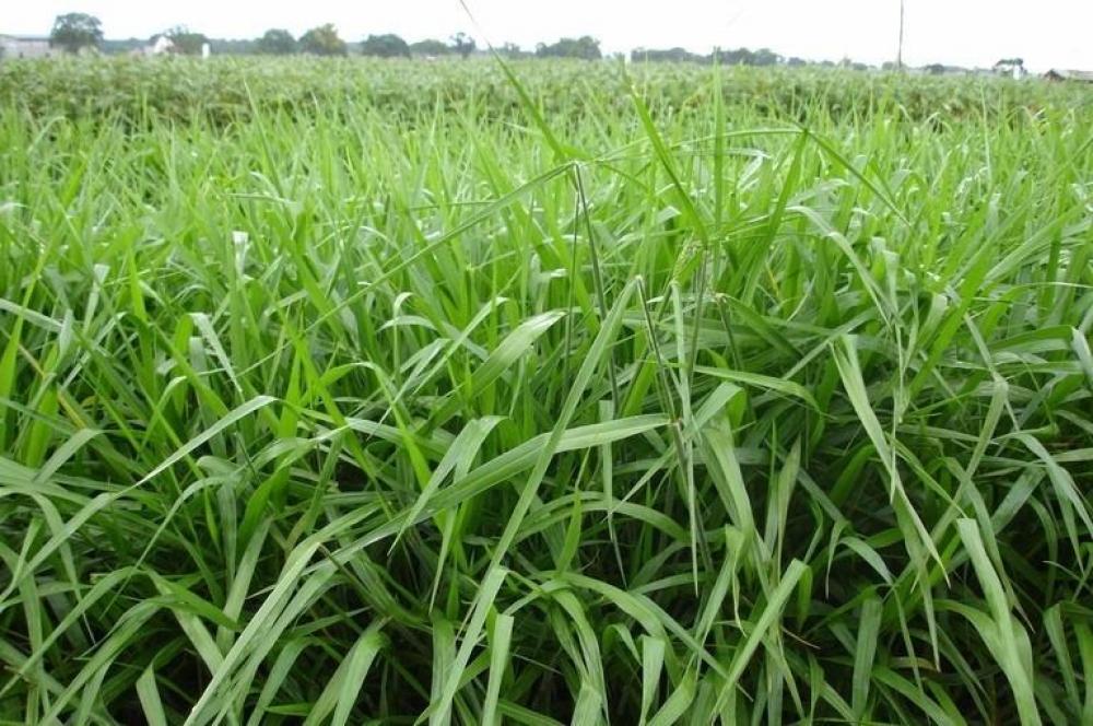 Aviação agrícola se manifesta sobre PL aprovado em Nova Santa Rita